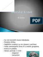 Morske Krave