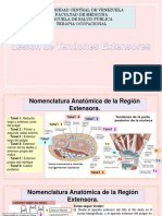 Tendones Extensores