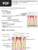 Tooth Structure Memorization Worksheet | PDF