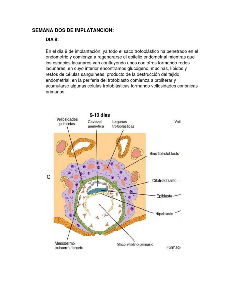 Desarrollo del Trofoblasto Día 9 | PDF | Implantación (embrión humano ...
