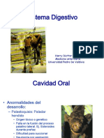 Sistema digestivo animal: anatomía y patologías