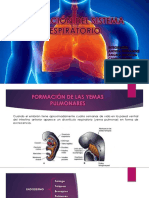 Formación Aparato Respiratorio Expo-.Pptx-1