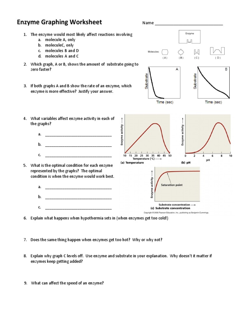 Enzyme Graphing Worksheet and Analysis | PDF | Science & Mathematics