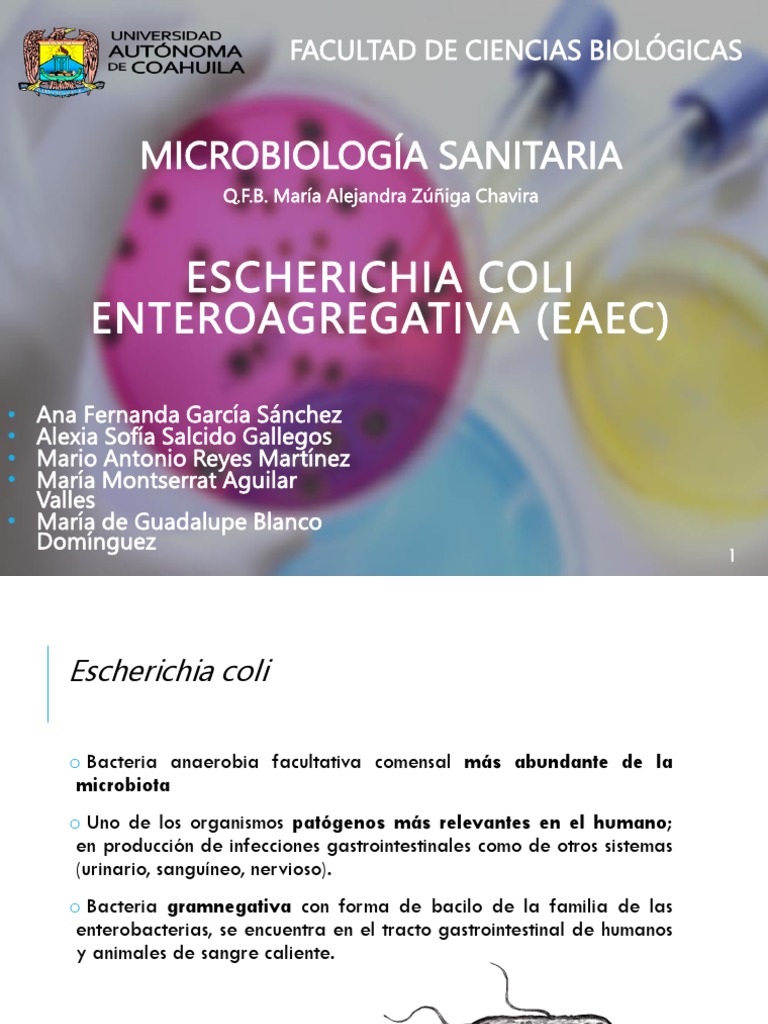 e.coli Enteroagregativa | Escherichia coli | Organismos