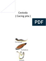 Cestoda