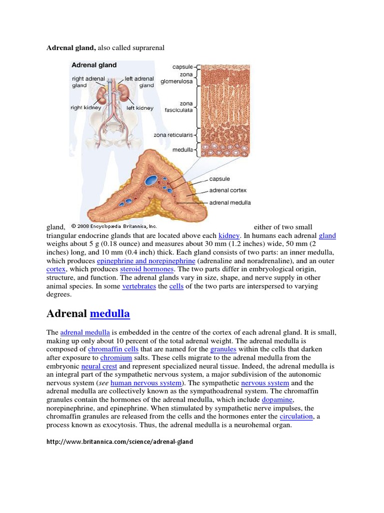 Adrenal Gland PDF