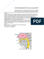 The Vocal Tract