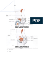 Anatomi Sistem Urinarium