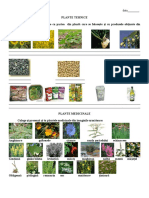 0 Plante Tehnicesi Plante Medicinale PDF