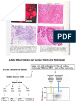 Bio 34 Cancer Stem Cells