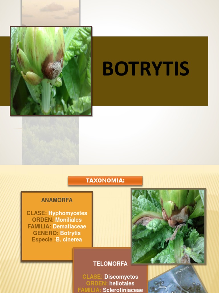 Taxonomía y manejo de Botrytis spp. | PDF