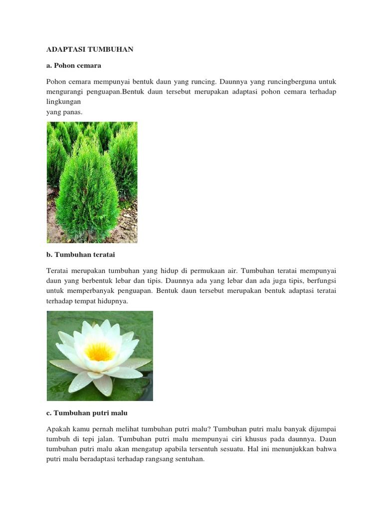 Adaptasi Tumbuhan