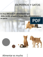 Nutricion en Perros y Gatos