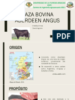 Raza Bovina Aberdeen Angus