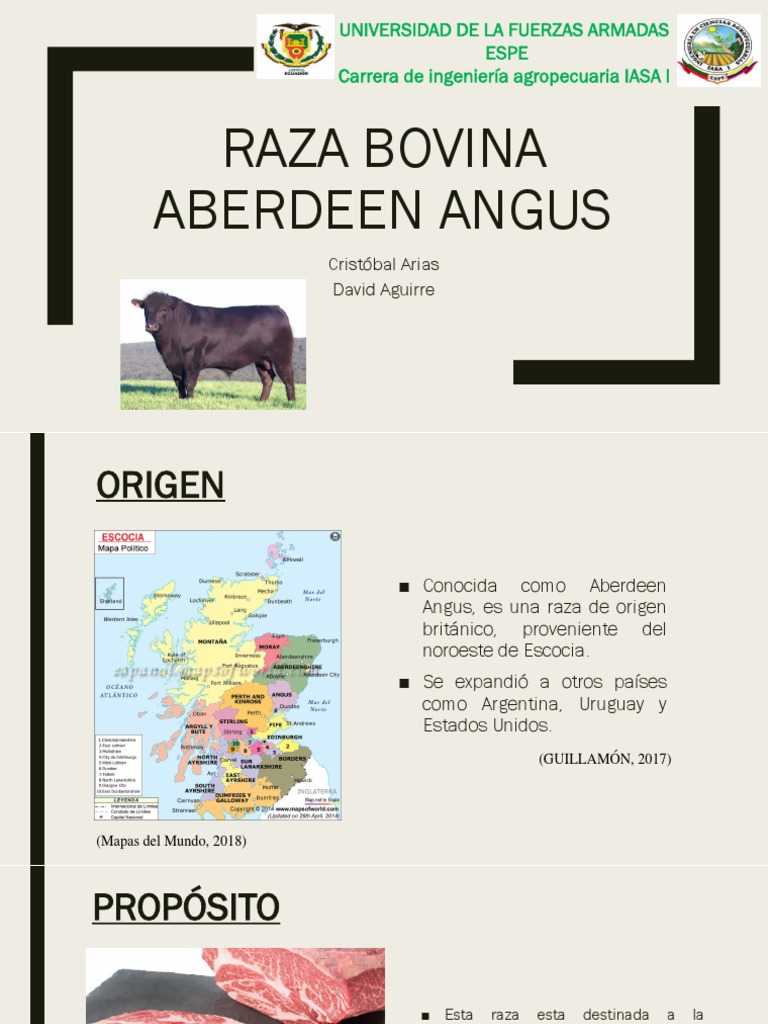 Raza Bovina Aberdeen Angus | PDF | Vacas | Ganado