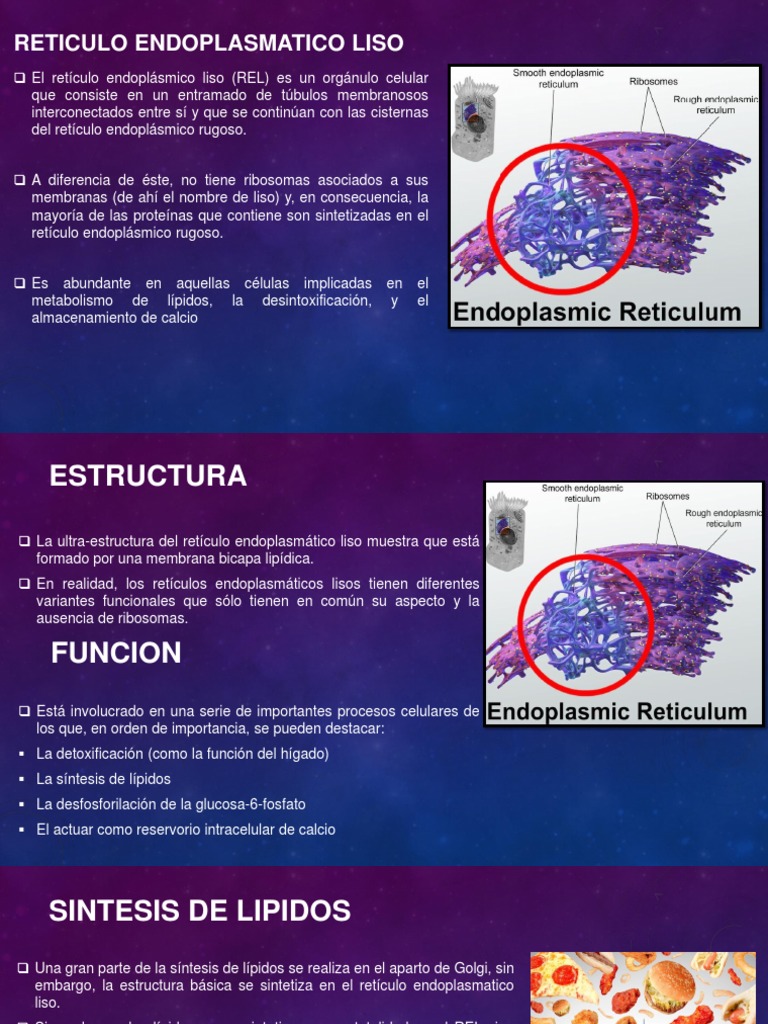 Reticulo Endoplasmatico Liso ..... | PDF | Retículo endoplásmico ...