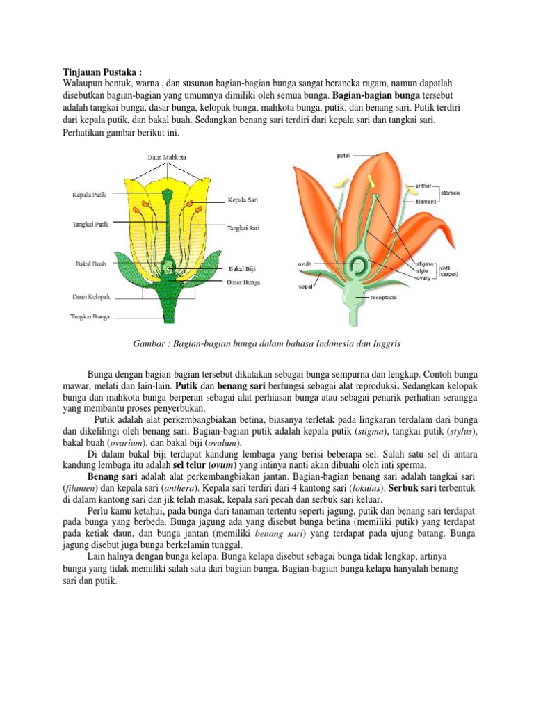 Bagian Bagian Bunga  Dalam Bahasa  Inggris  Berbagai Bagian 