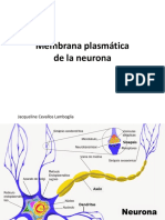 Membrana Plasmática