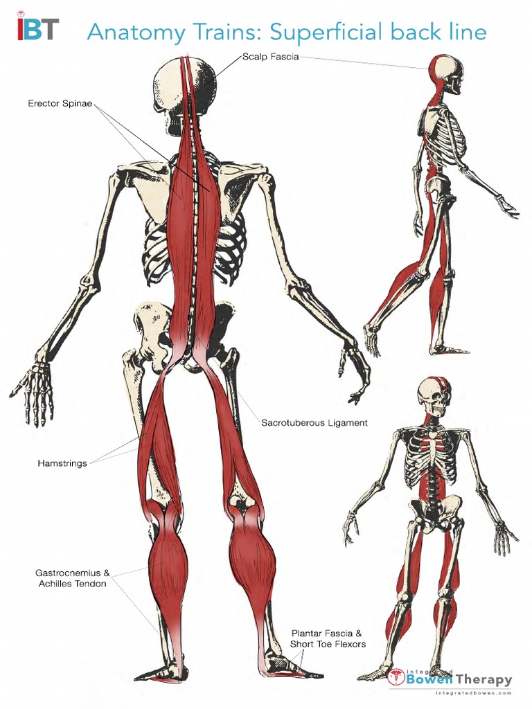 ANATOMY TRAINS SUMMARY visual data 2