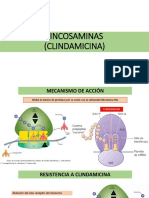 Clindamicina: mecanismo de acción, resistencia, espectro y RAMS