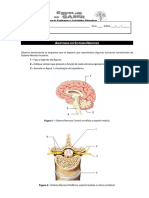 FT - Anatomia SNC