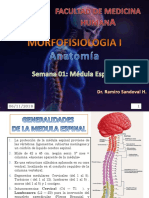 Semana 01 Medula Espinal Anato 2