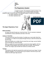 Respiratory System PDF