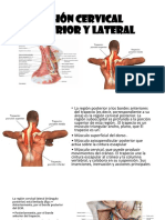 Región Cervical Posterior y Lateral