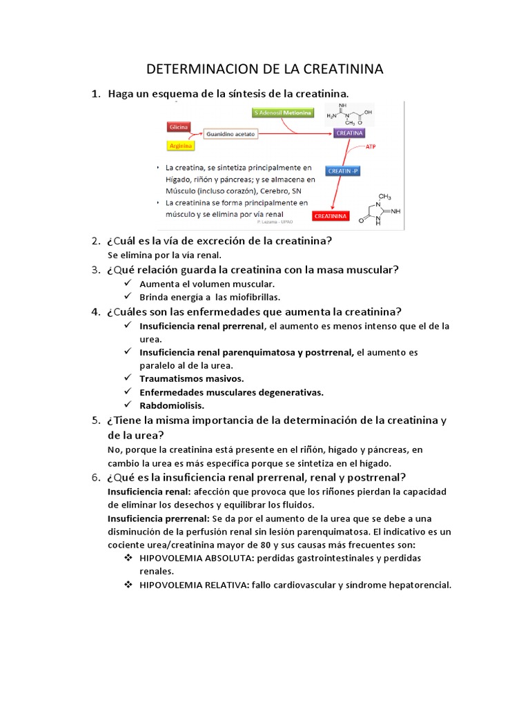 Determinacion de La Creatinina | PDF | Riñón | Creatinina