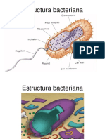 Clase 3.1 Estructura Capsula.pdf