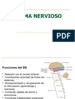 Organizacion Del Sistema Nervioso