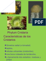 Cnidarios 101102125855 Phpapp02