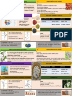 Infografia de Phaseolus Vulgaris