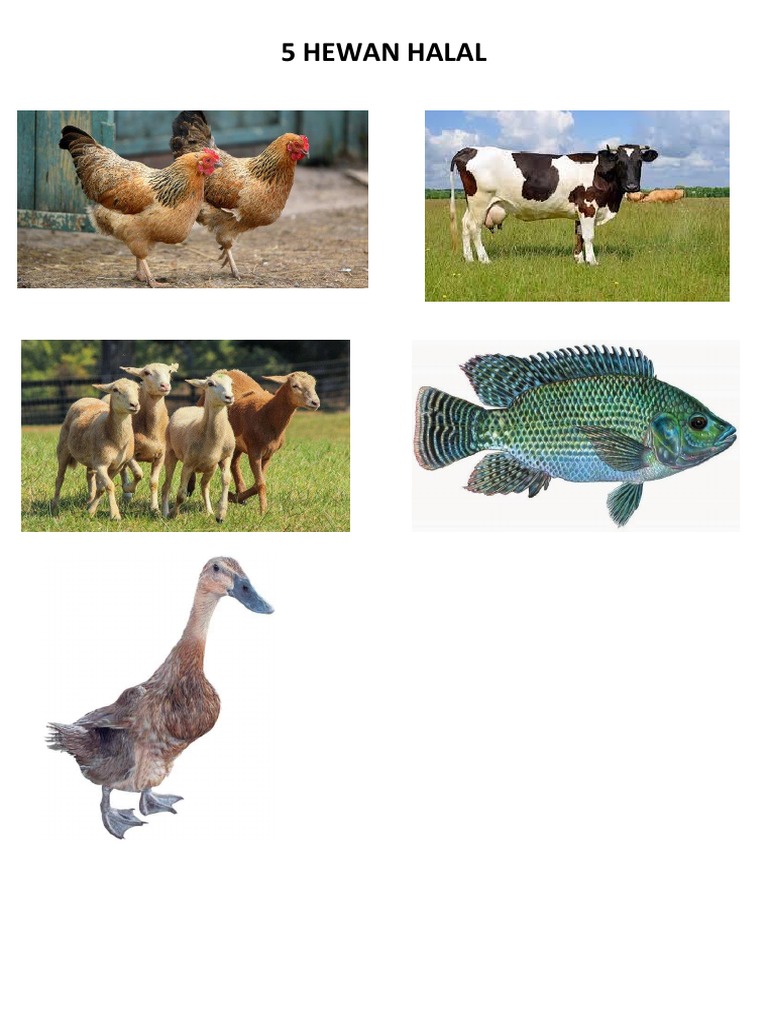 5 Hewan Halal