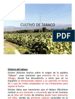Cultivo de Tabaco PDF