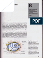 P2-C08 - El núcleo celular.pdf