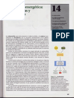 P3-C14 - Conversión energética. Mitocondrias y cloroplastos.pdf