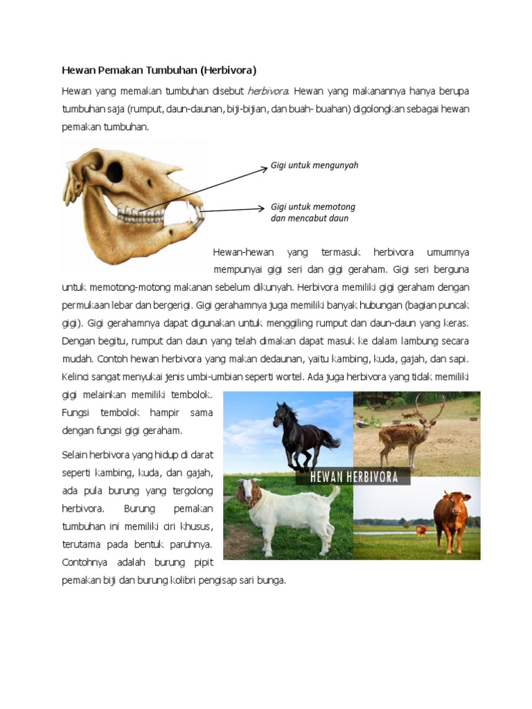 51 Gambar Gigi Hewan Omnivora Terbaru