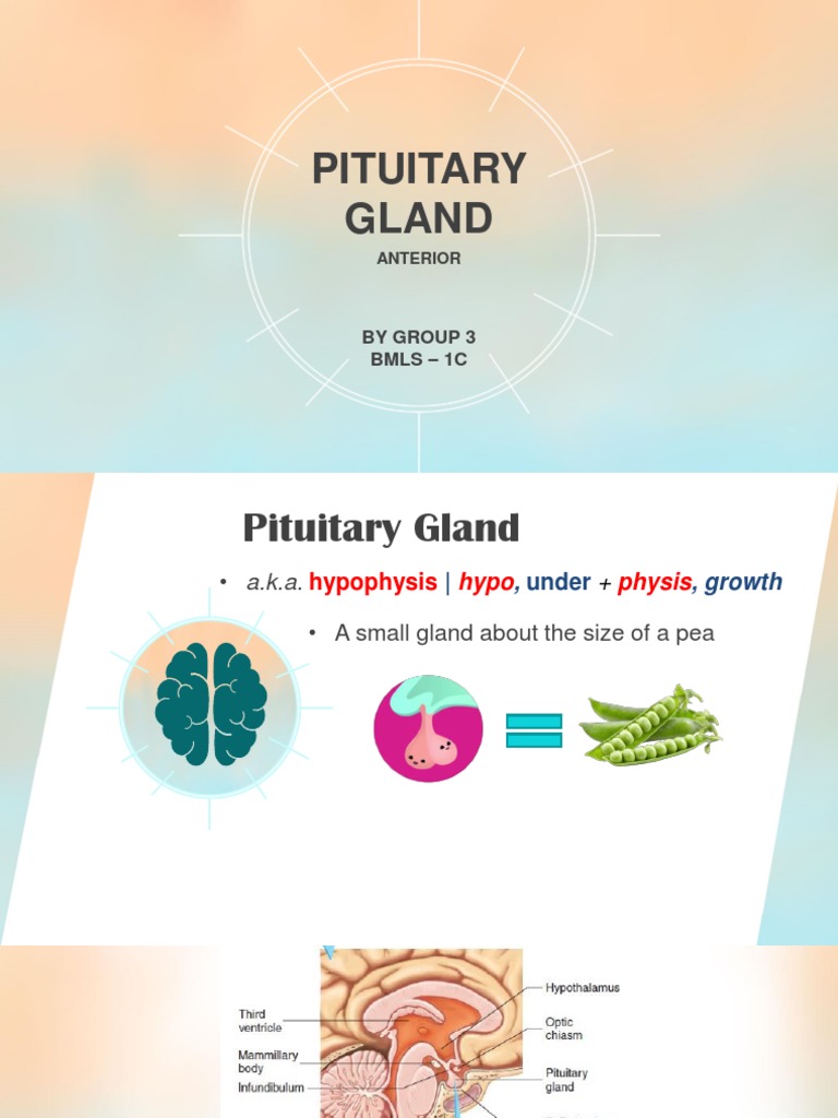 Introduction To Pituitary Gland (Anterior) | PDF