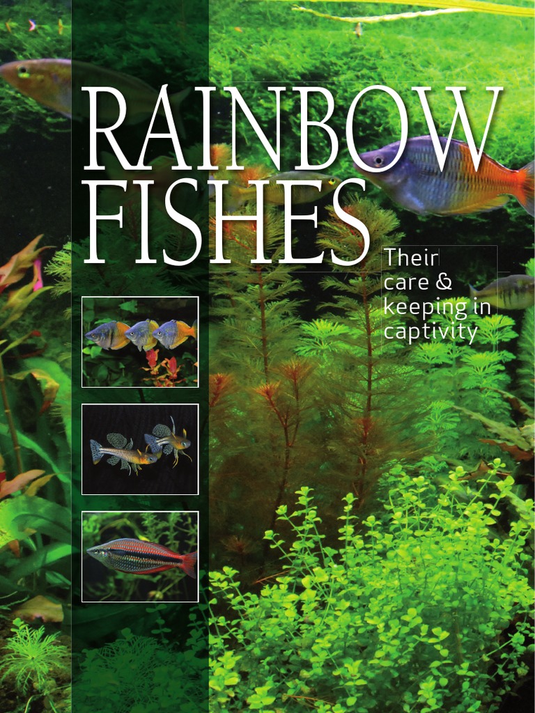 Rainbowfishes - Their Care & Keeping in Captivity by Adrin R. Tappin | PDF  | Australia (Continent) | Aquarium