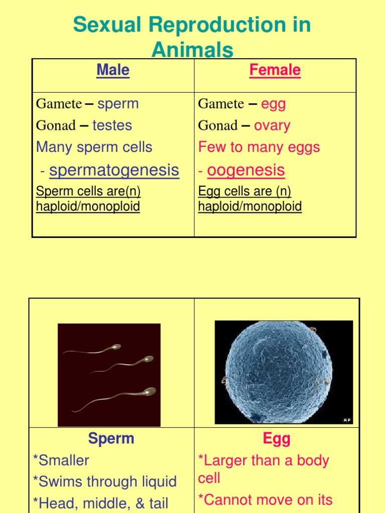 Sexual Reproduction in Animals