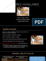 Molares Maxilares