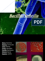 Bacilo Subtilis