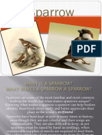 Sparrow.pptx