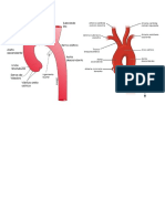 aorta.docx