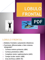 Lobulo Frontal