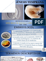 Embriogénesis Temprana b1