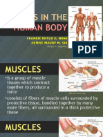 Human Body Muscles Guide