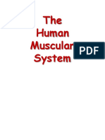 MuscularSystem PPSX