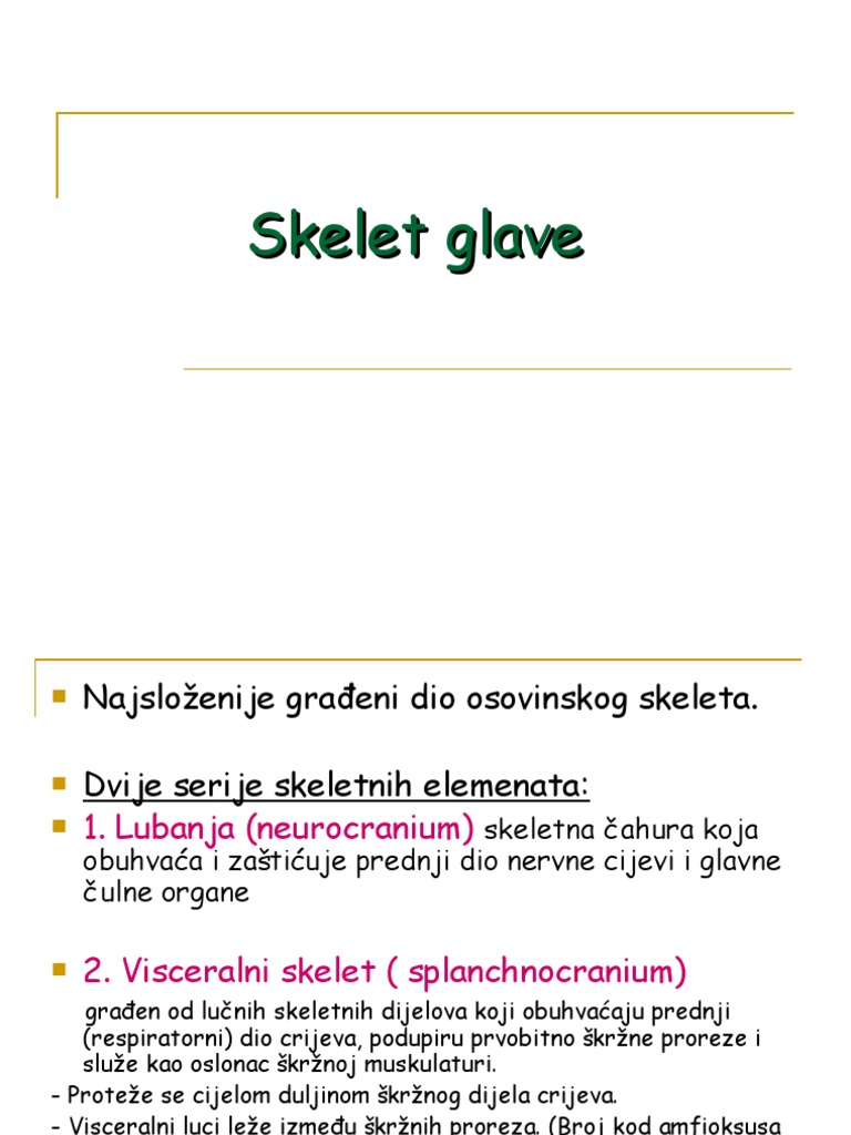 V-Skelet Glave | PDF